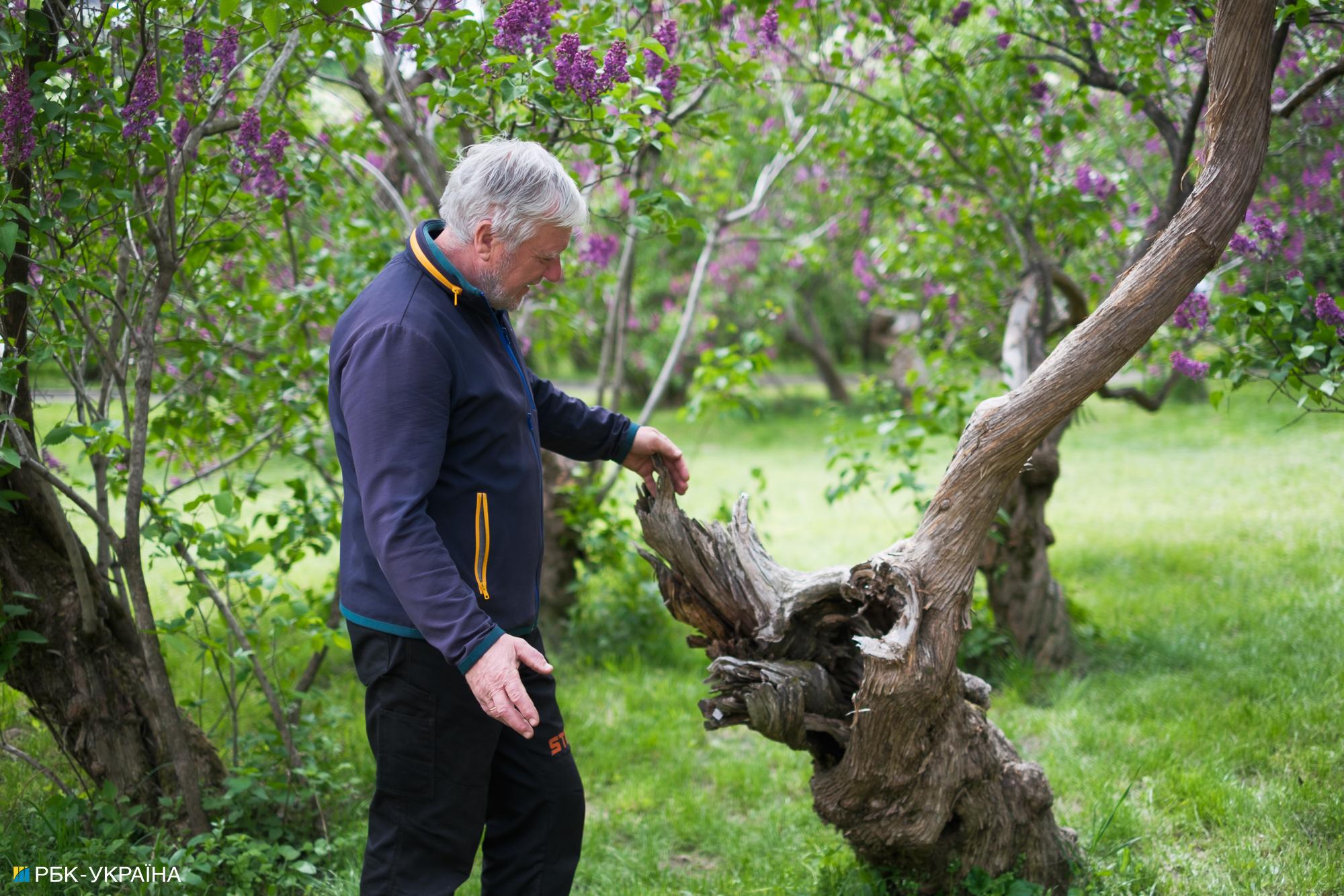 Бузок старіє, а кедр стане новим символом Києва, - Микола Шумик, Ботсад ім. Гришка